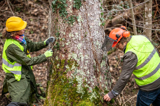 How Our Tree Care Process Works  in  Archdale, NC