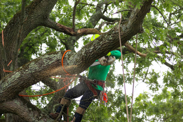 Leaf Removal